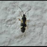 Attēlu rezultāti vaicājumam “Dryophilocoris flavoquadrimaculatus”