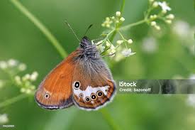 Attēlu rezultāti vaicājumam “Coenonympha hero”