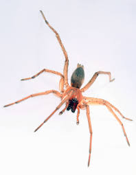 Attēlu rezultāti vaicājumam “Gnaphosidae”