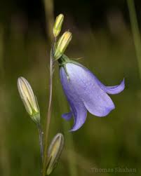 Attēlu rezultāti vaicājumam “Campanula rotundifolia flower”