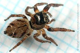 Attēlu rezultāti vaicājumam “Evarcha falcata male”