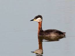 Attēlu rezultāti vaicājumam “Podiceps grisegena adult”