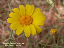 Image result for Chrysanthemum segetum