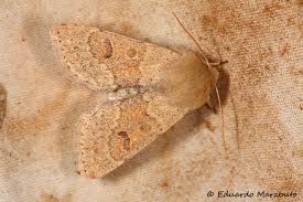 Attēlu rezultāti vaicājumam “Orthosia miniosa imago”