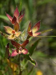 Attēlu rezultāti vaicājumam “Pterocarya fraxinifolia male flower”