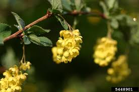 Attēlu rezultāti vaicājumam “Berberis vulgaris flower”