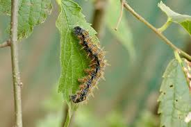 Attēlu rezultāti vaicājumam “Nymphalis polychloros upperside”