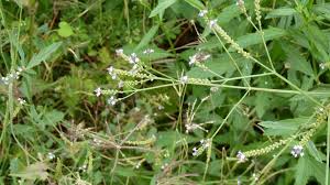 Image result for Verbena officinalis