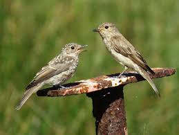 Attēlu rezultāti vaicājumam “Muscicapa striata”