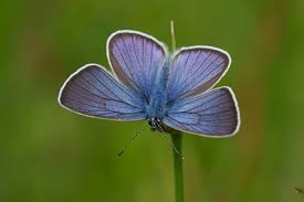 Attēlu rezultāti vaicājumam “Cyaniris semiargus underside”
