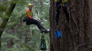 Image result for bohemian grove