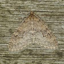 Attēlu rezultāti vaicājumam “Trichopteryx carpinata”