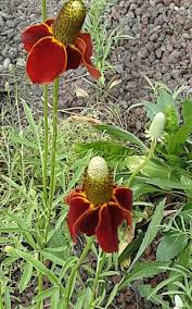 Image result for Ratibida columnifera