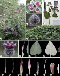 Attēlu rezultāti vaicājumam “Arctium tomentosum”