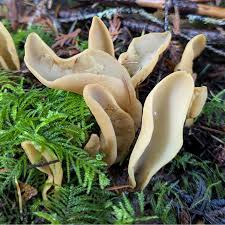 Attēlu rezultāti vaicājumam “Otidea onotica”