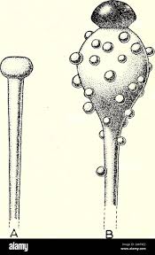 Attēlu rezultāti vaicājumam “Pilobolus crystallinus”