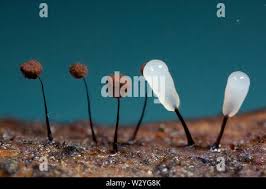 Attēlu rezultāti vaicājumam “Comatricha nigra stalked”