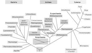 Image result for Evolution Stammbaum