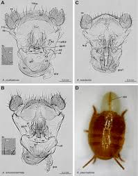 Attēlu rezultāti vaicājumam “Blattoptera”