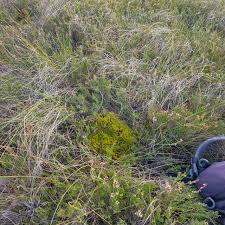 Attēlu rezultāti vaicājumam “Dicranum undulatum”