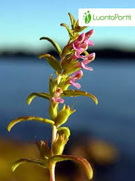 Attēlu rezultāti vaicājumam “Odontites vulgaris leaf”