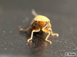 Attēlu rezultāti vaicājumam “Aphrophora salicina”