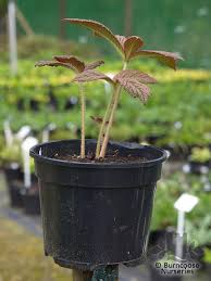 Image result for Rodgersia chocolate wings