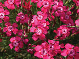 Attēlu rezultāti vaicājumam “Dianthus deltoides”
