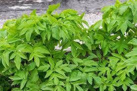 Attēlu rezultāti vaicājumam “Angelica archangelica leaf”