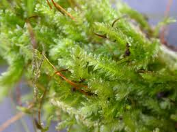 Attēlu rezultāti vaicājumam “Cladopodiella francisci macro”