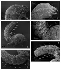 Attēlu rezultāti vaicājumam “Leiodidae larva”