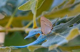 Attēlu rezultāti vaicājumam “Favonius quercus”