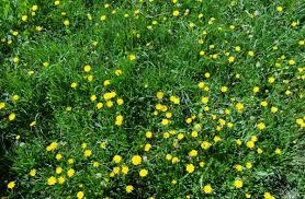 Attēlu rezultāti vaicājumam “Leontodon autumnalis  flower”