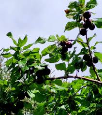 Attēlu rezultāti vaicājumam “Prunus domestica subsp. insitita fruit”
