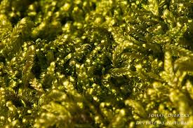 Attēlu rezultāti vaicājumam “Hypnum jutlandicum”