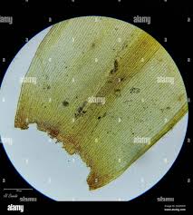 Attēlu rezultāti vaicājumam “Racomitrium heterostichum”