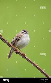 Attēlu rezultāti vaicājumam “Acrocephalus schoenobaenus”