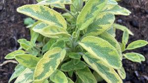 Image result for Salbei