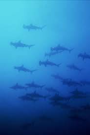 Image result for Sphyrna lewini