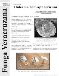 Attēlu rezultāti vaicājumam “Diderma hemisphaericum plasmodium”