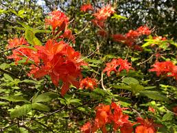 Attēlu rezultāti vaicājumam “Rhododendron calendulaceum flower”