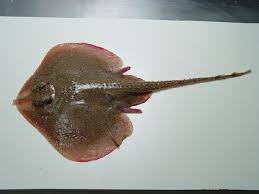 Image result for Leucoraja