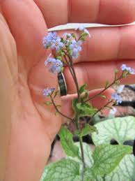 Attēlu rezultāti vaicājumam “Boraginaceae”