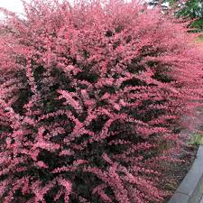 Attēlu rezultāti vaicājumam “Berberis thunbergii”