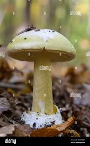 Attēlu rezultāti vaicājumam “Amanita citrina”