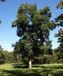 Attēlu rezultāti vaicājumam “Carya cordiformis”