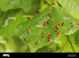 Attēlu rezultāti vaicājumam “Eriophyes tiliae”