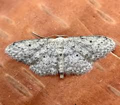 Attēlu rezultāti vaicājumam “Idaea seriata”