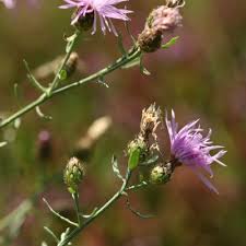 Attēlu rezultāti vaicājumam “Centaurea stoebe leaf”