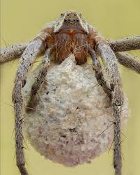 Attēlu rezultāti vaicājumam “Pisaura mirabilis cocoon”